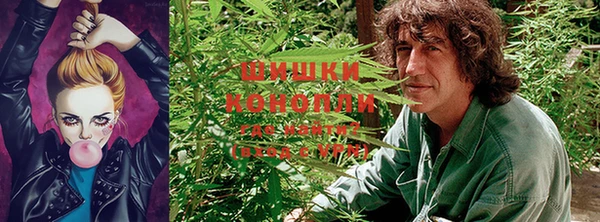 шишки Арсеньев