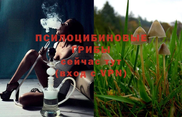 шишки Арсеньев